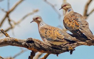 Υπό εξαφάνιση τα τρυγόνια - Η λαθροθηρία στην Κεφαλονιά και το Ιόνιο