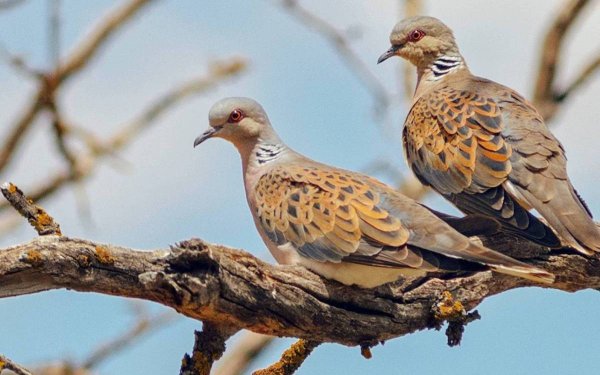 Υπό εξαφάνιση τα τρυγόνια - Η λαθροθηρία στην Κεφαλονιά και το Ιόνιο