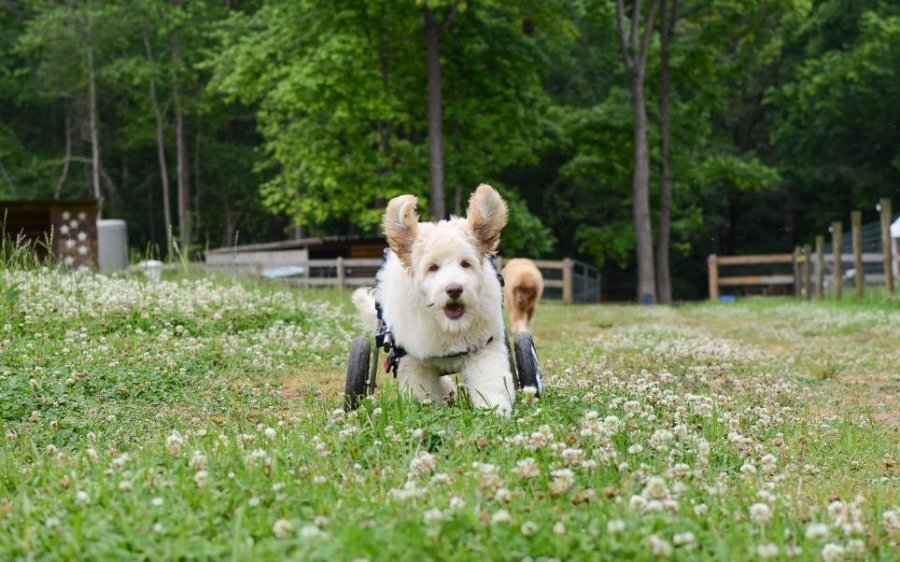 Benny: Ο αξιολάτρευτος σκυλάκος με το αναπηρικό αμαξίδιο μπορεί πλέον να τρέχει