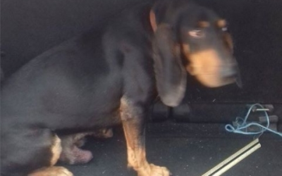 Βρέθηκε ο ιδιοκτήτης του λαγόσκυλου