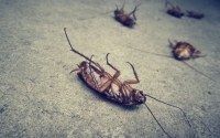 Τρεις φυσικοί τρόποι για να εξαφανίσετε τις κατσαρίδες από το σπίτι σας