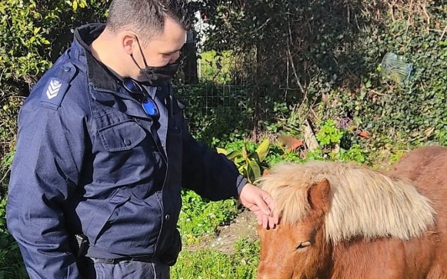 Πόνυ αψήφησε τα μέτρα και βγήκε βόλτα στην Κέρκυρα! Εντοπίστηκε από αστυνομικούς για άσκοπη μετακίνηση!