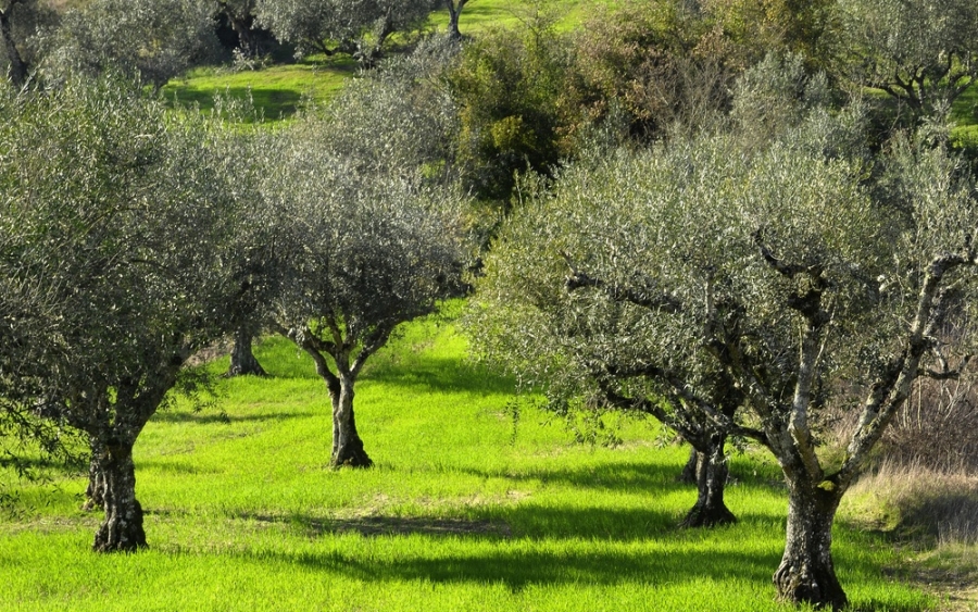 ΚΙΝΗΣΗ ΠΟΛΙΤΩΝ ΣΑΜΗΣ: Ανακοίνωση για την ελαιοπροστασία