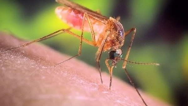 Πρόγραμμα καταπολέμησης κουνουπιών στις Περιφερειακές Ενότητες Κεφαλονιάς και Ιθάκης για το 2016 - 8ος  κύκλος