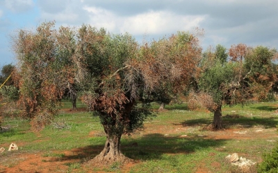 Ε.Α.Σ.: Επικίνδυνο βακτήριο μπορεί να προκαλέσει αφανισμό ντόπιων αμπελώνων και ελαιώνων