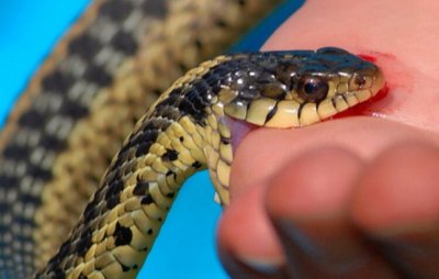 Σε καλύτερη κατάσταση η τουρίστρια που τσιμπήθηκε από Οχιά στον Αθέρα