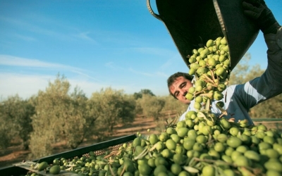 Ε.Α.Σ. : Μείωση 4,5% στις φετινές Αγροτικές Επιδοτήσεις