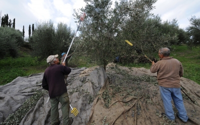 ΟΠΕΚΕΠΕ: Πληρώνει την προκαταβολή του τσεκ για τις αγροτικές επιδοτήσεις της βασικής ενίσχυσης