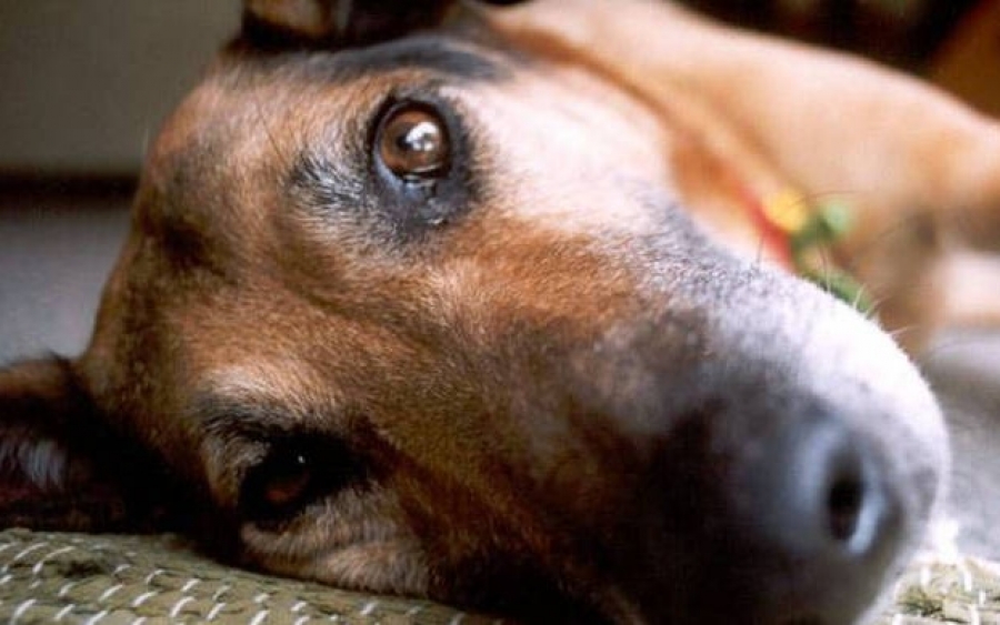 Κοθρέας Ερίσου: Μαζική δηλητηρίαση γατών και σκύλων