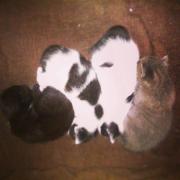 Γατάκια ψάχνουν οικογένεια