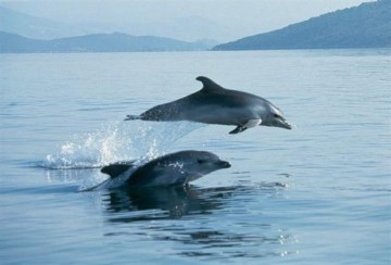 Εντοπισμός νεκρού δελφινιού στην Ιθάκη
