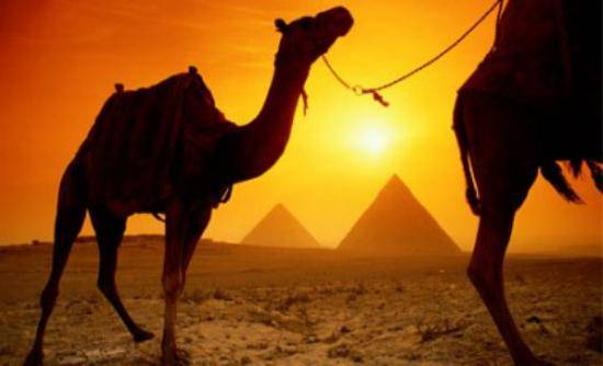 Αυστραλία: σφαγιάζουν καμήλες για να μειώσουν τον πληθυσμό τους