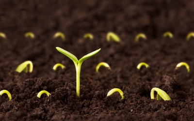 Σήμερα: Διάλεξη στο 5ο Δημοτικό με τον Δρ. Ευάγγελο Βαλλιανάτο για τους σπόρους