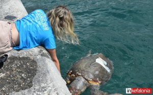 Βρέθηκε τραυματισμένη θαλάσσια χελώνα στο Αργοστόλι (εικόνες)