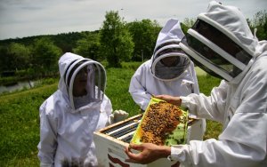Ε.Α.Σ.: Εκπνέει η προθεσμία για αίτηση Κορονοβοηθήματος για ντόπιους Μελισσοκόμους και Χοιροτρόφους