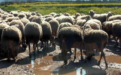 Χαλκιδική: 3.500 αιγοπρόβατα έχουν θανατωθεί λόγω ευλογιάς