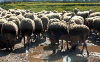 Χαλκιδική: 3.500 αιγοπρόβατα έχουν θανατωθεί λόγω ευλογιάς