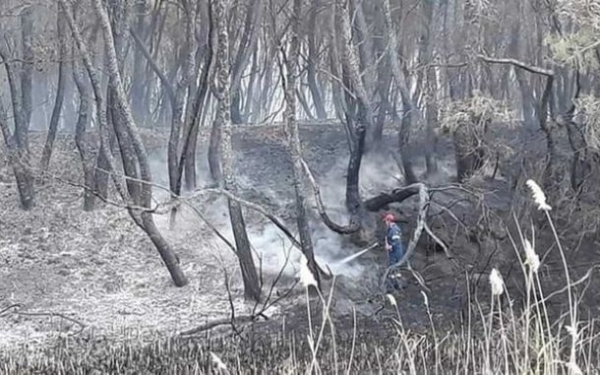 Οικολογική καταστροφή στη Στροφυλιά: 2.000 στρέμματα παρθένου δάσους μετατράπηκαν σε στάχτη