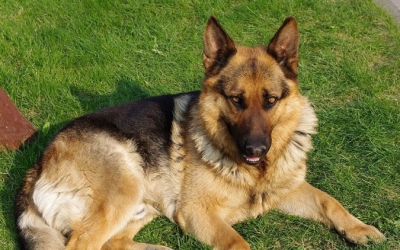 Η φωτογραφία δείχνει ένα σκύλο που μοιάζει με το σκύλο που αναζητείται