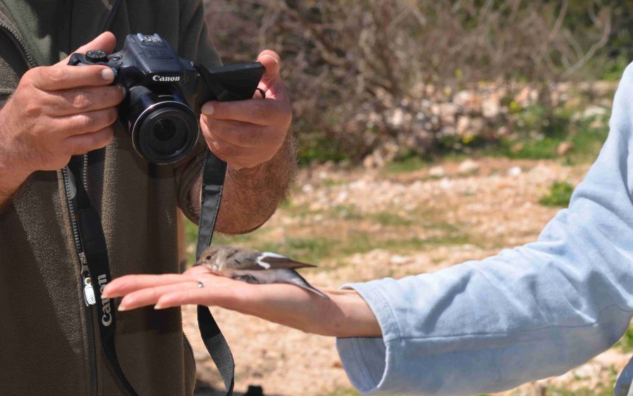 Φορέας Αίνου: Διεξαγωγή δακτυλιώσεων πτηνών στον Κούταβο με την συμμετοχή του κοινού