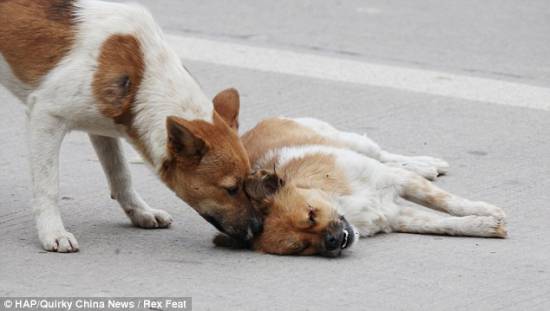 Συγκινητική φωτογραφία : Σκύλος δίνει το φιλί της ζωής σε νεκρή σκυλίτσα