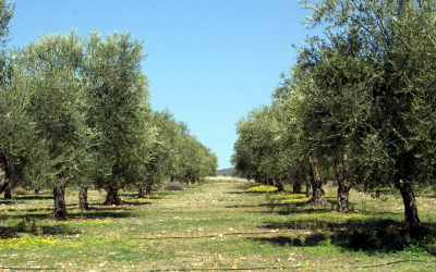 Σωτήρης Κουρής: "Σε πλήρη ετοιμότητα για την εφαρμογή της δακοκτονίας στα Ιόνια Νησιά"