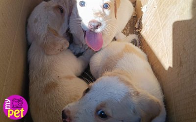 myPET: Δίνονται κουτάβια για υιοθεσία (031)