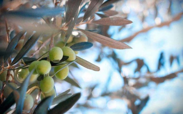 Σεμινάριο Βραχείας Εκπαίδευσης στη Βιολογική Ελαιοκομία στο Αργοστόλι