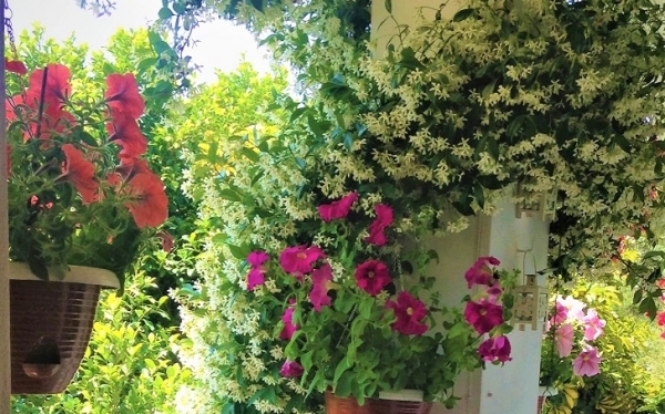 Ένα υπέροχο μπαλκόνι γεμάτο λουλούδια στα Τραυλιάτα!
