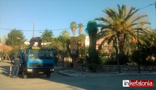 Το "κόκκινο σκαθάρι" συνεχίζει ανενόχλητο το καταστροφικό του έργο στο Αργοστόλι...