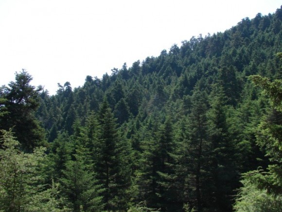 Η Διεύθυνση Δασών Κεφαλληνίας για την Παγκόσμια Ημέρα Δασοπονίας