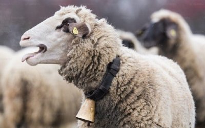 Απαγόρευση μετακινήσεων αιγοπροβάτων λόγω  Ευλογιάς