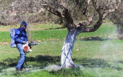 Α' Δολωματικός ψεκασμός Προγράμματος Δακοκτονίας 2022