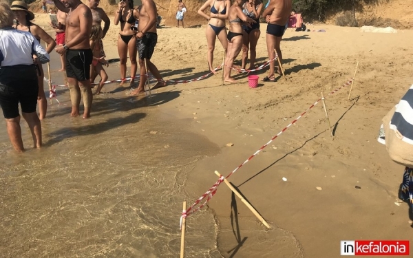 Από την Μεγάλη Άμμο ξεκίνησε το πρώτο και σημαντικότερο ταξίδι της μια Caretta Caretta (εικόνες&video)