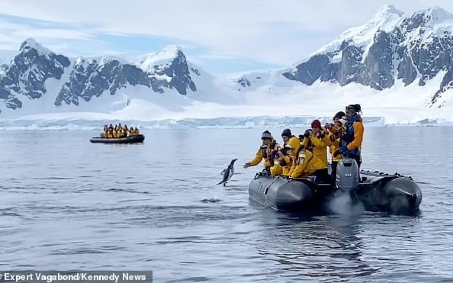 Πιγκουίνος πηδά σε βάρκα με τουρίστες για να γλιτώσει από τη φάλαινα (βίντεο)
