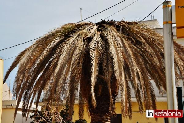 Συνεχίζει να κατατρώει τους Φοίνικες του Αργοστολίου το «Κόκκινο Σκαθάρι» (εικόνες)