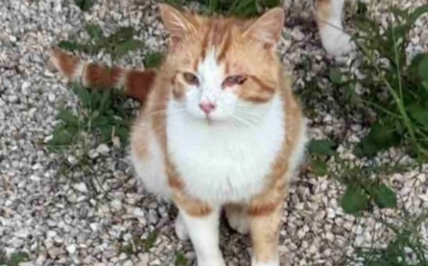 Χάθηκε στη Σάμη ο Μανώλης