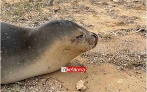 Αίσχος! Άγνωστοι σκότωσαν ακόμη μια φώκια σε παραλία της Κεφαλονιάς (σκληρή εικόνα)