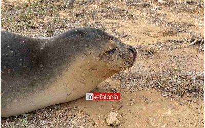 Αίσχος! Άγνωστοι σκότωσαν ακόμη μια φώκια σε παραλία της Κεφαλονιάς (σκληρή εικόνα)