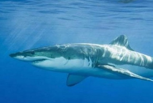 Βόλος: Καρχαρίας έχασε τον προσανατολισμό, μπήκε στον Παγασητικό και δείτε τι έγινε!