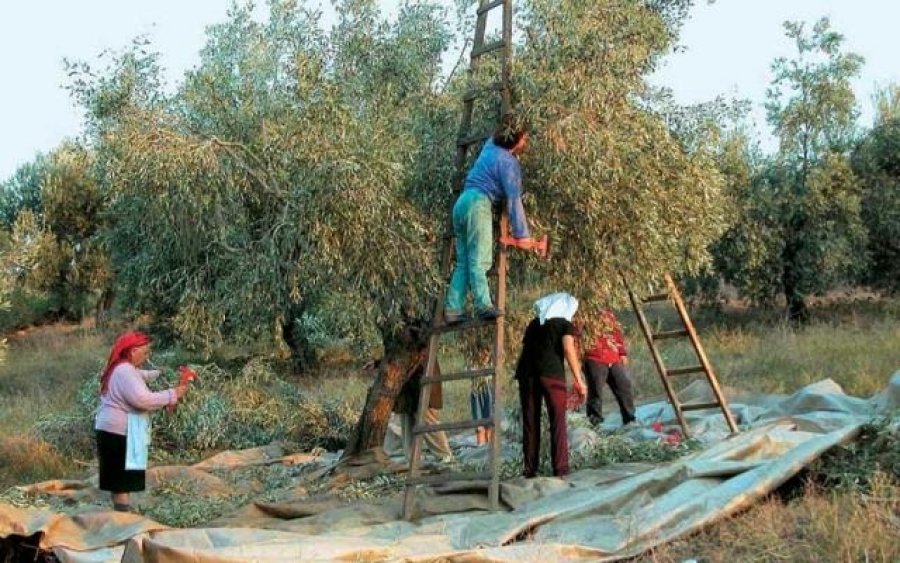 Ε.Α.Σ.: Παράταση αιτήσεων για το κορωνοβοήθημα στους ντόπιους Ελαιοκαλλιεργητές