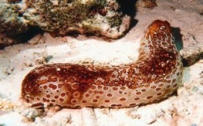 Κατάσχεση δολωμάτων στην Κεφαλονιά