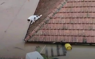 Απέραντη λίμνη ο Παλαμάς Καρδίτσας: Σκύλος σκαρφάλωσε στη στέγη για να σωθεί