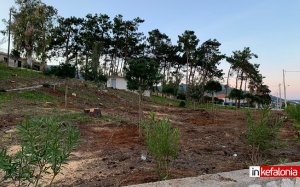 Αναδάσωση στο αλσύλλιο της Σκάλας με κουκουναριές - Γιατί επελέγη το συγκεκριμένο δέντρο