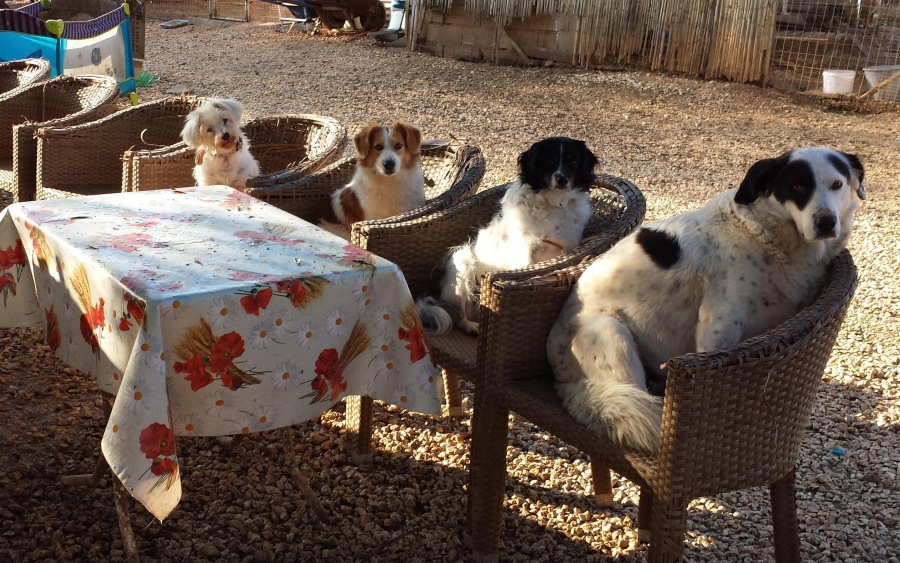 Help us get full-time staff for Doris ARK (Animal Rescue Kefalonia)