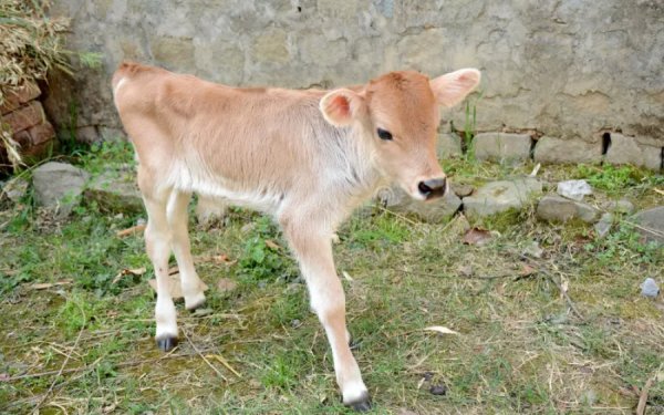 Βρέθηκε το μοσχαράκι που είχε χαθεί στην περιοχή της Κρανιάς