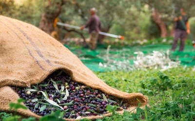 Ε.Α.Σ. : Σχετικά με τις φετινές δηλώσεις συγκομιδής Ελαιοκάρπου
