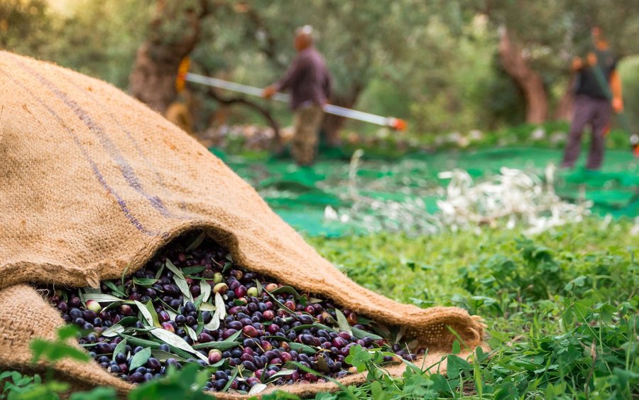 Ε.Α.Σ. : Σχετικά με τις φετινές δηλώσεις συγκομιδής Ελαιοκάρπου