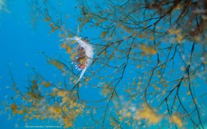 Τ. Μπεριάτος: Η σημασία και η προστασία του θαλάσσιου περιβάλλοντος – Ιόνιο πέλαγος