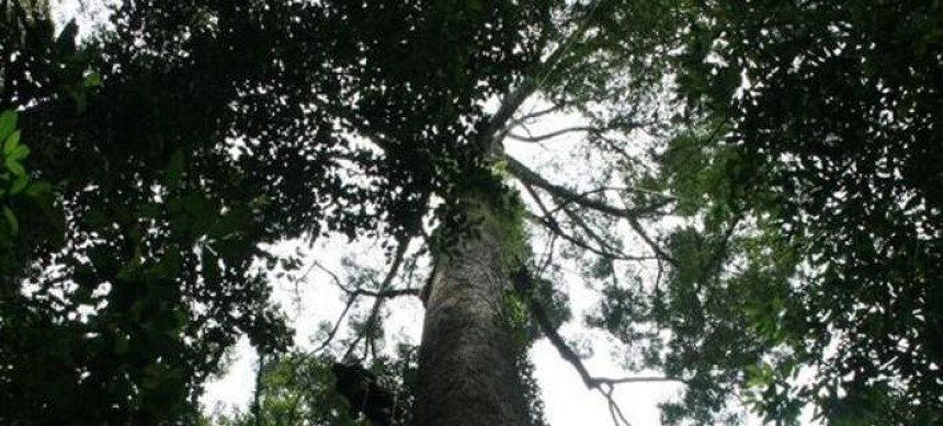 Ανακάλυψαν το ψηλότερο δέντρο στον κόσμο -Πού βρίσκεται [εικόνα]